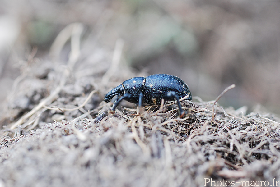 Liparus coronatus